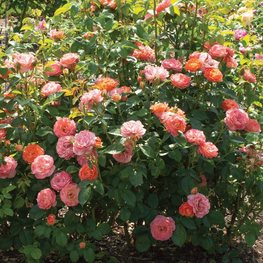Orange Glow Knock Out&amp;reg; Rose