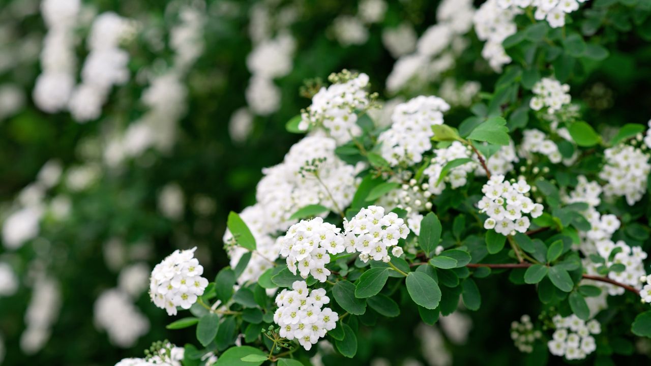 Blooming Spiraea nipponica Snowmound with white flowers in spring