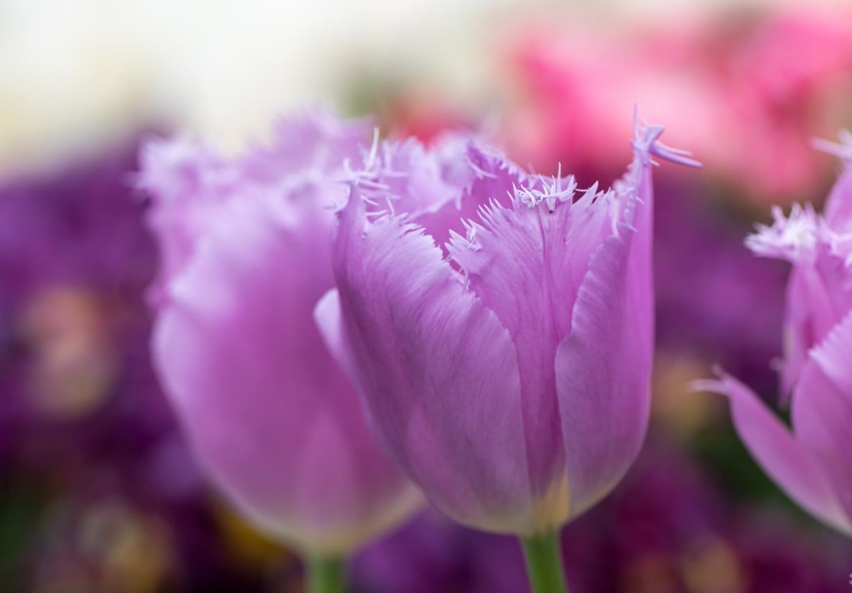 Purple Fringed Tulips