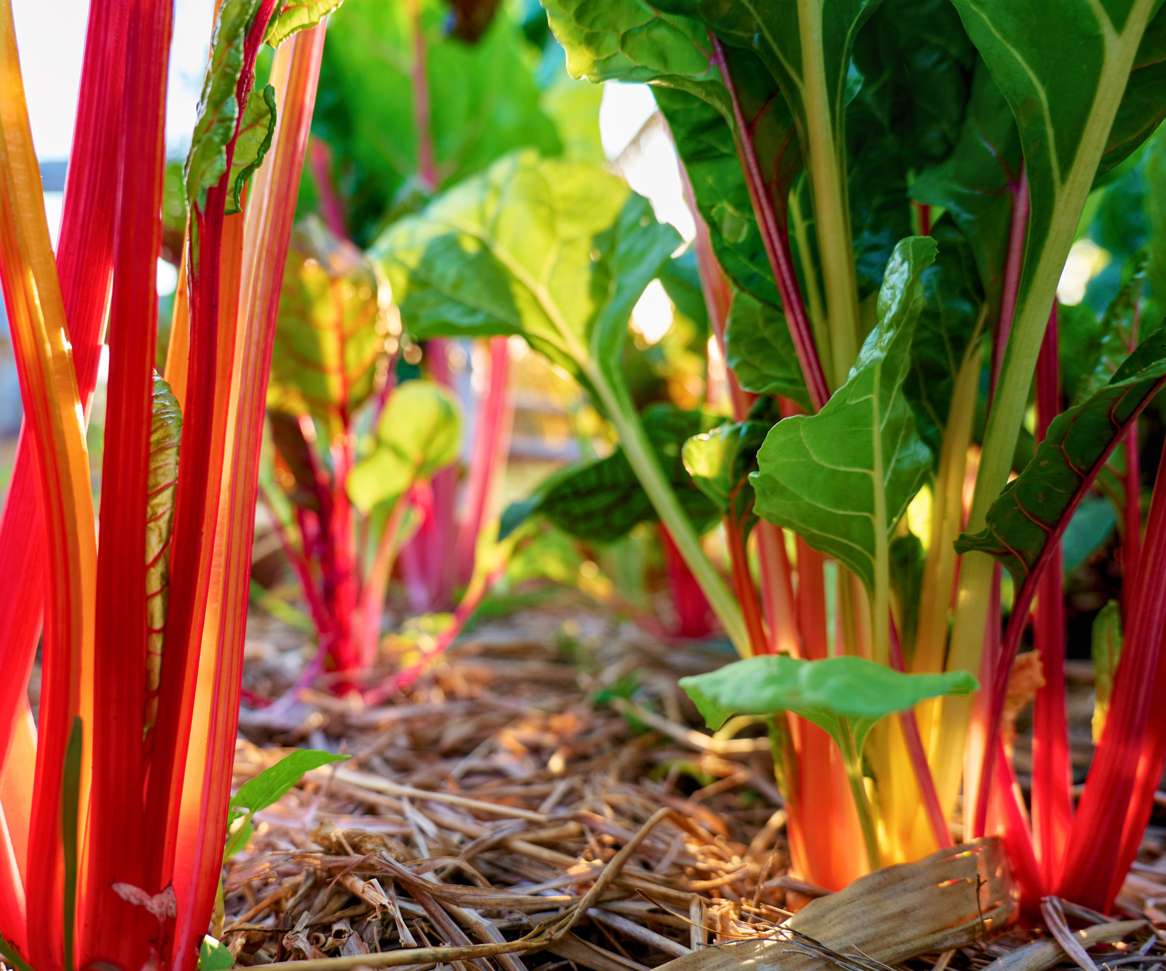 rainbow chard bright lights in ground with red stalks