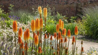 Red hot pokers with orange and yellow blooms in a sunny garden border