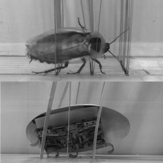 Cockroach Robot