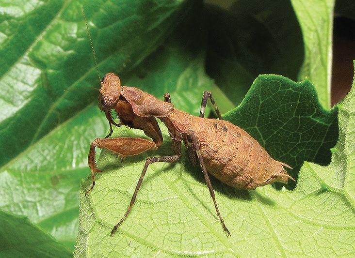 female wingless bush tiger praying mantis in rwanda