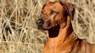 Headshot of Rhodesian ridgeback