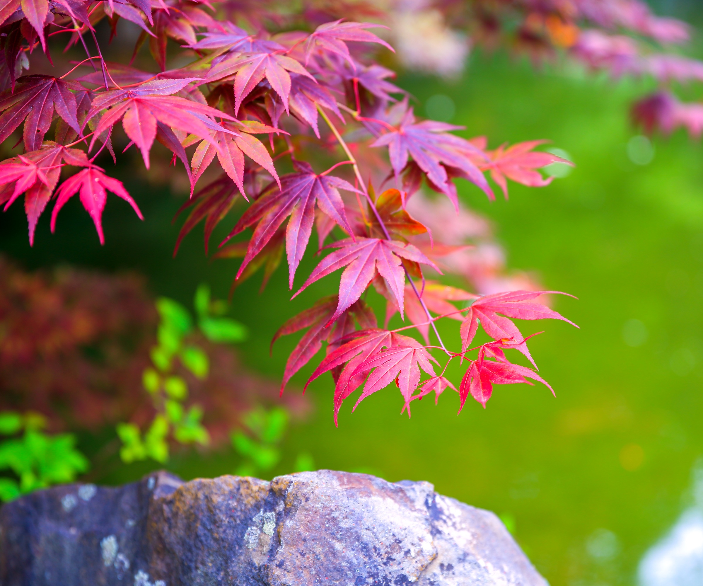 Japanese maple