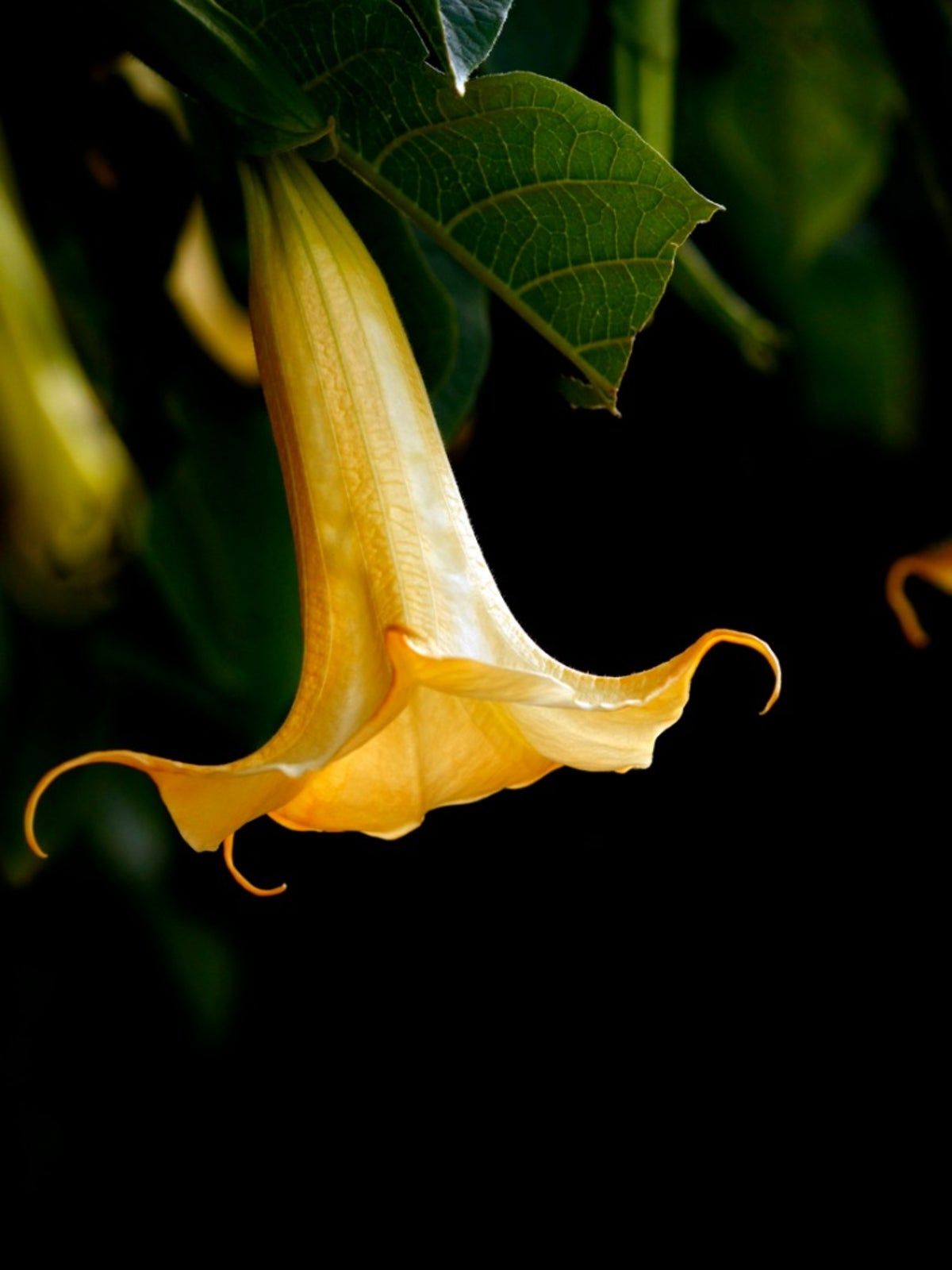 Blooming Brugmansia Plant