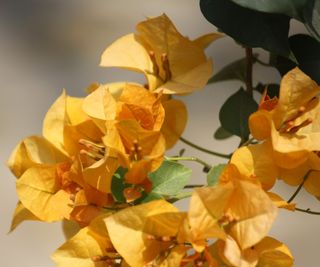 Bougainvillea blooms in orange with green leaves