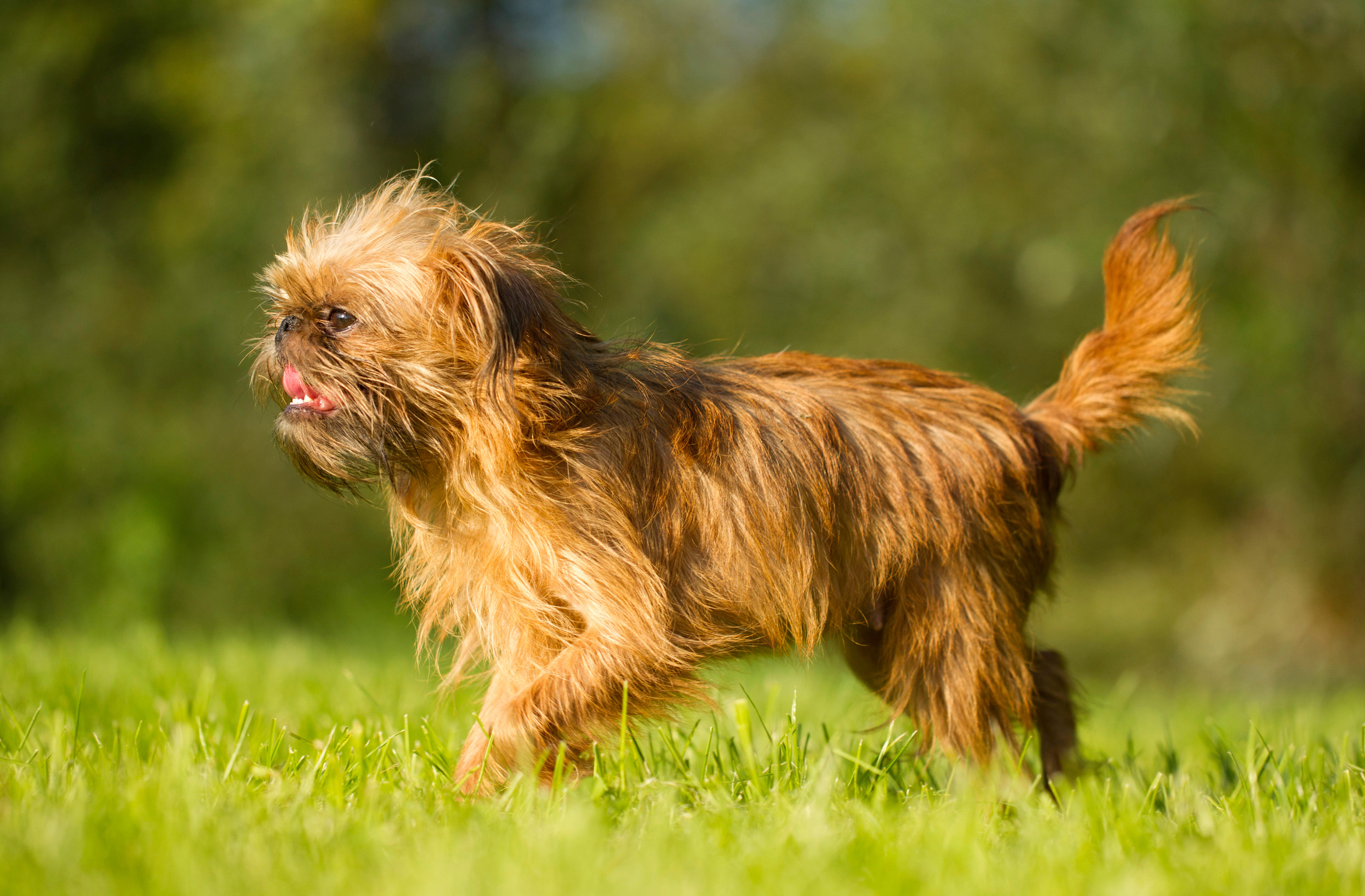 Smal Brussels Griffon dog standing side on in field