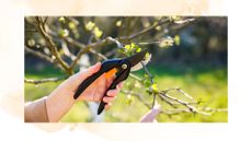 picture of woman pruning apple tree with secateurs 