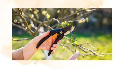 picture of woman pruning apple tree with secateurs 