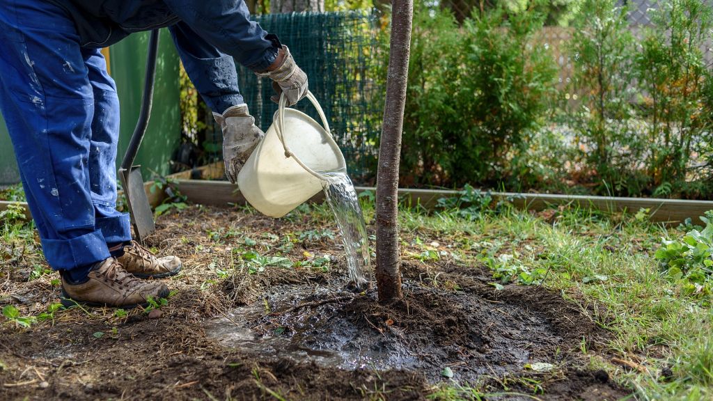 watering a freshly planted tree 