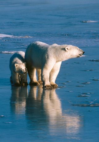 Female polar bear with her cub on a frozen lake near Cape Churchill, Canada.