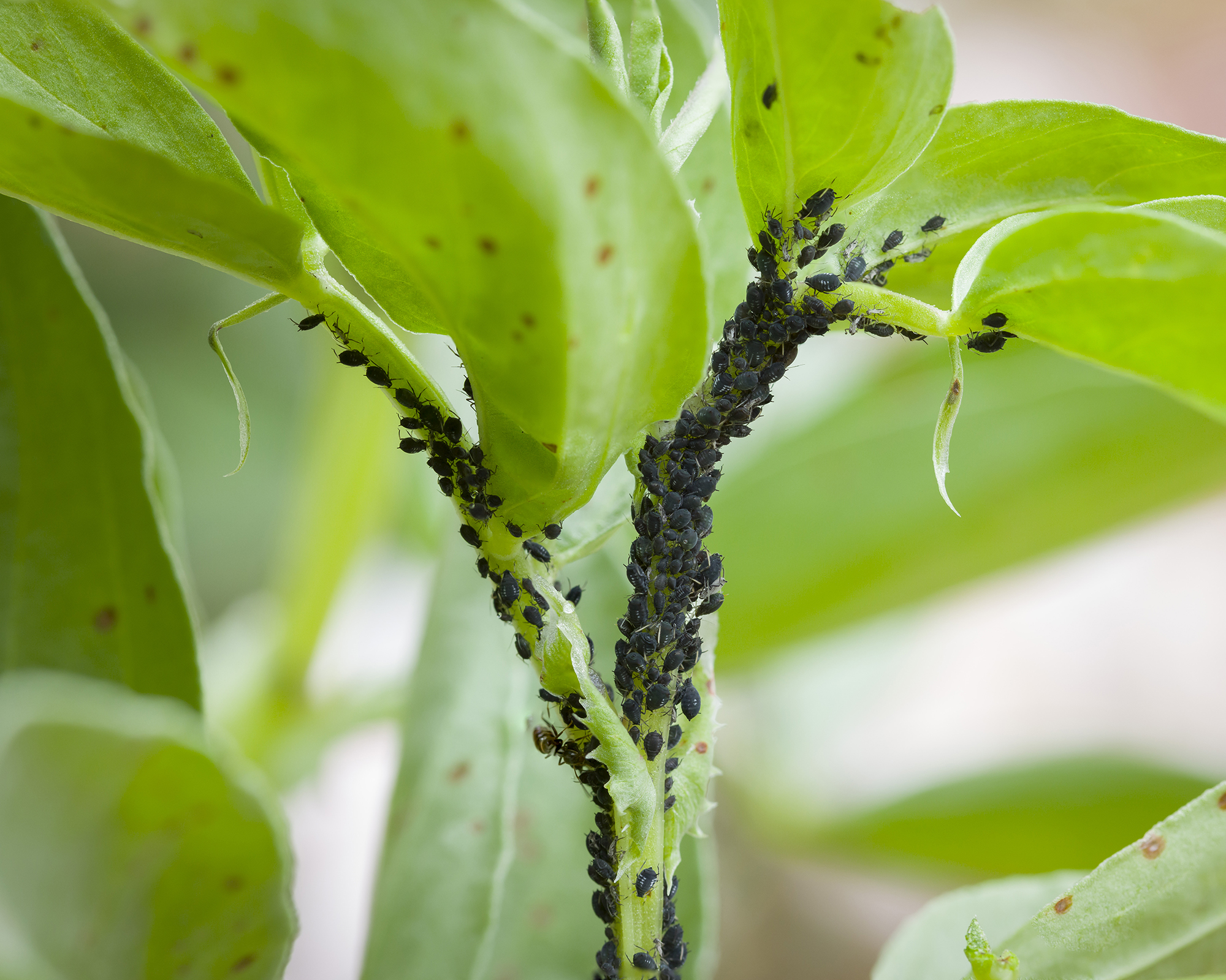 Aphids, black fly on leaves of a fava bean plant