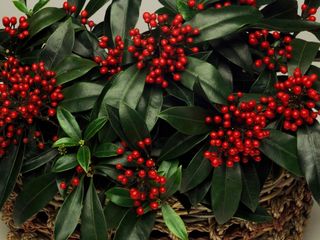 Skimmia japonica reevesiana with red berries