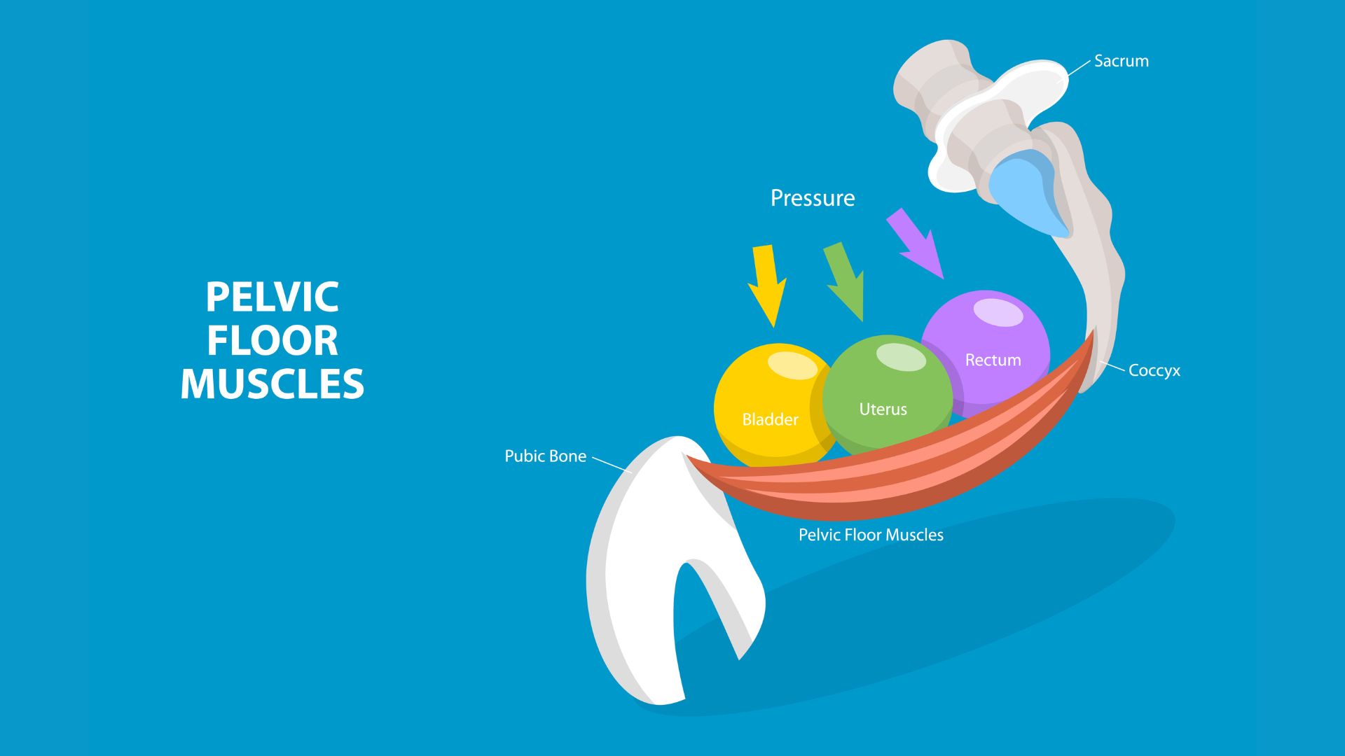 Diagram of the pelvic floor muscles in context to the pubic bone, uterus, rectum, and bladder