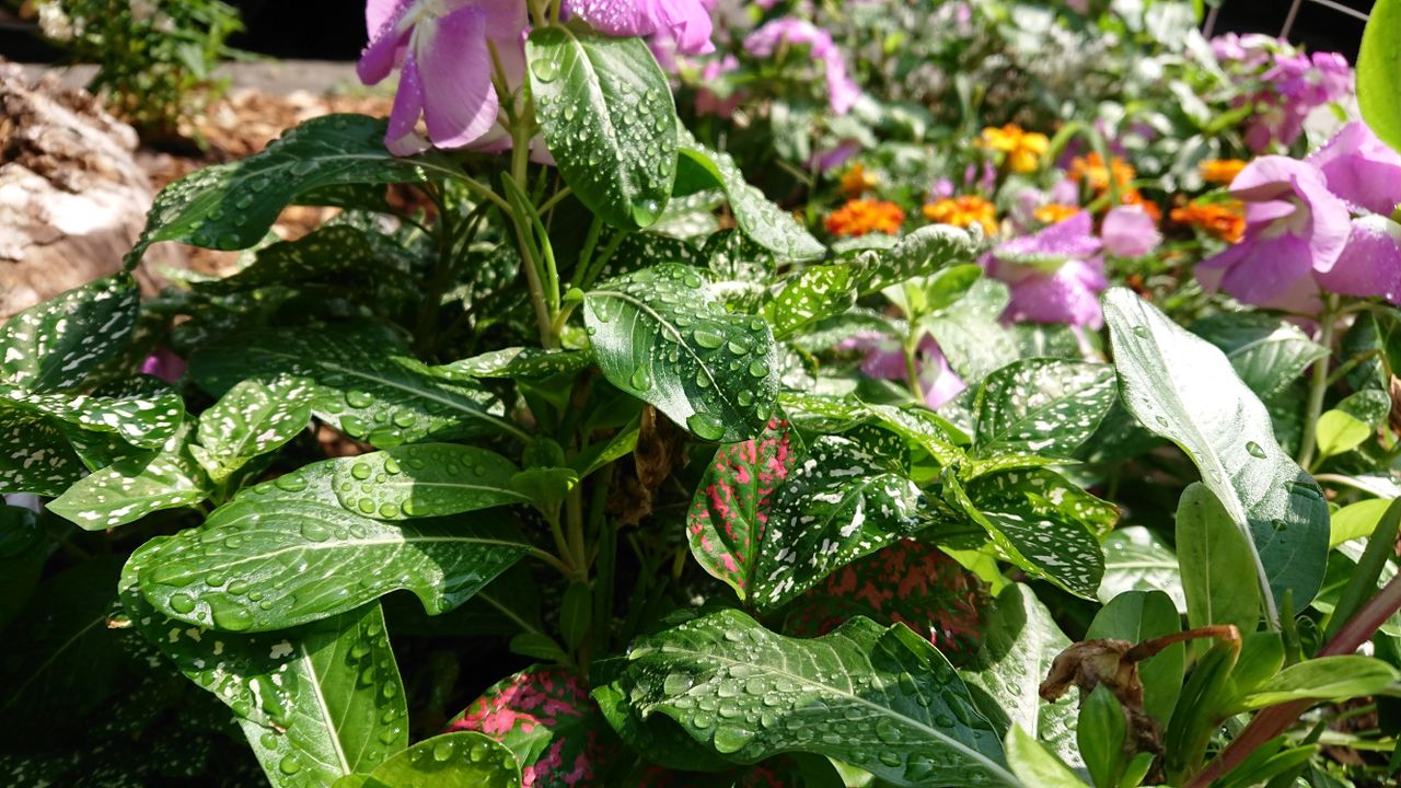 This photo is probably the highlight of our time with the XZs, but the phone has a nasty way of handling anything that isn't the subject. We're nitpicking here, but shouldn't you for a camera-centric phone?