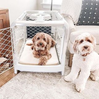 Revol dog crate with poodle mix inside