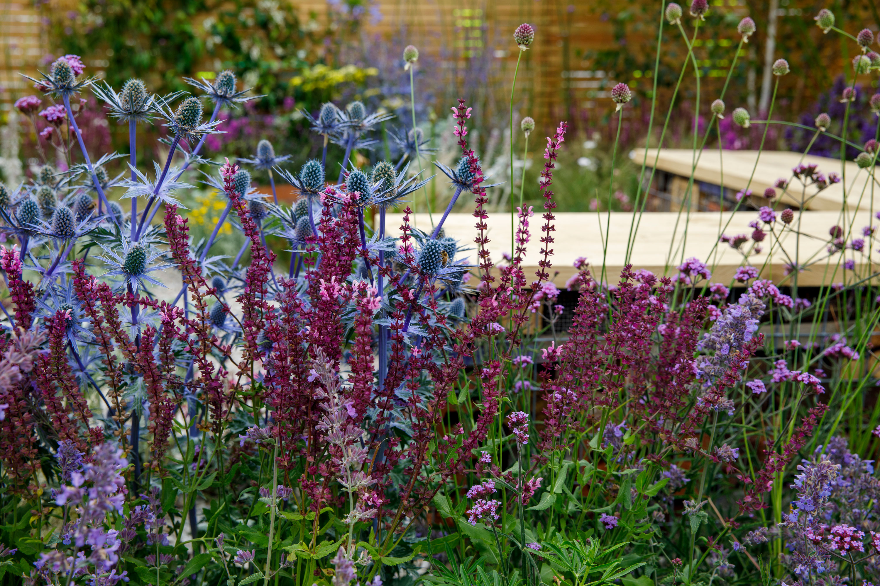purple and blue planting with a deck area and fence behind