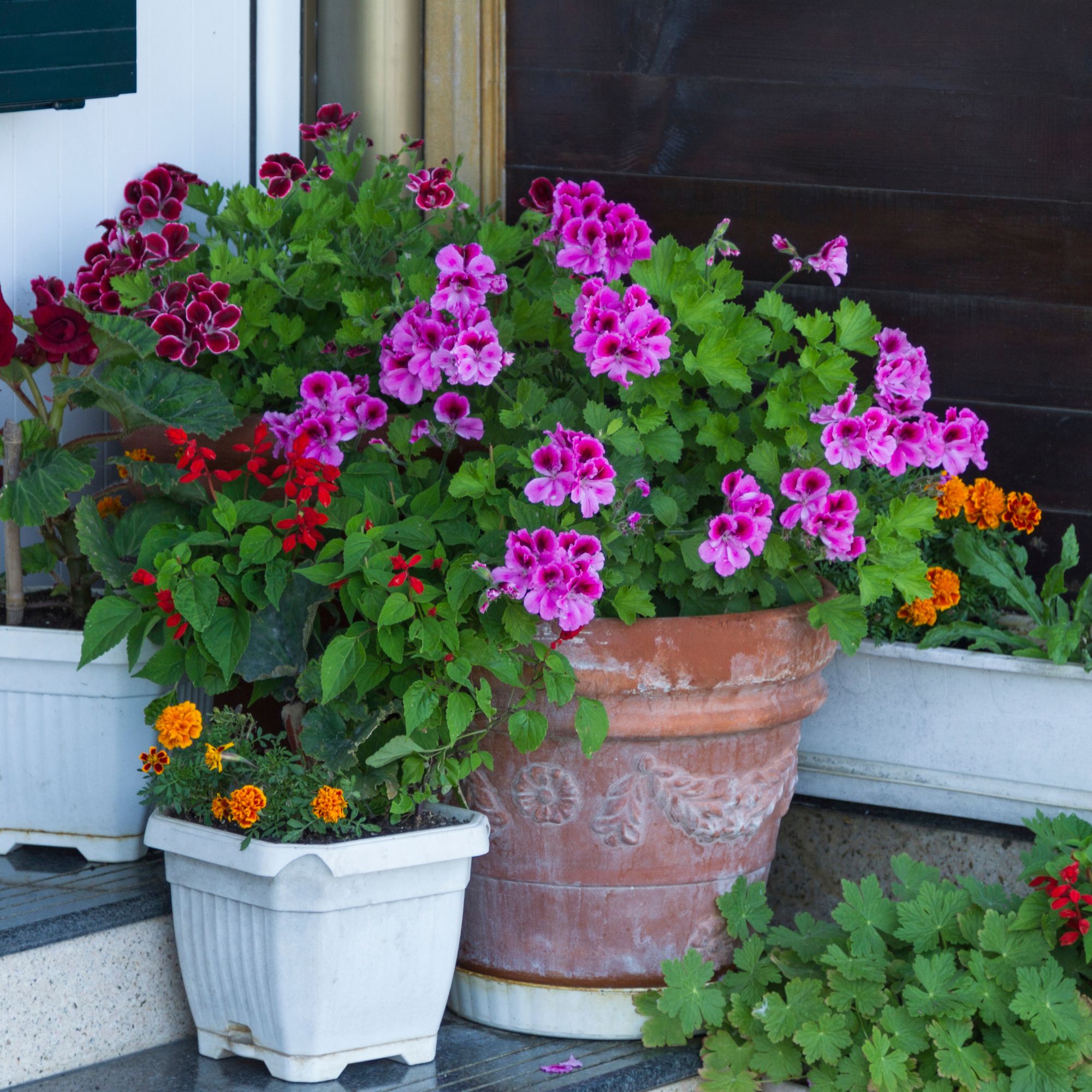 geranium fragrant plants