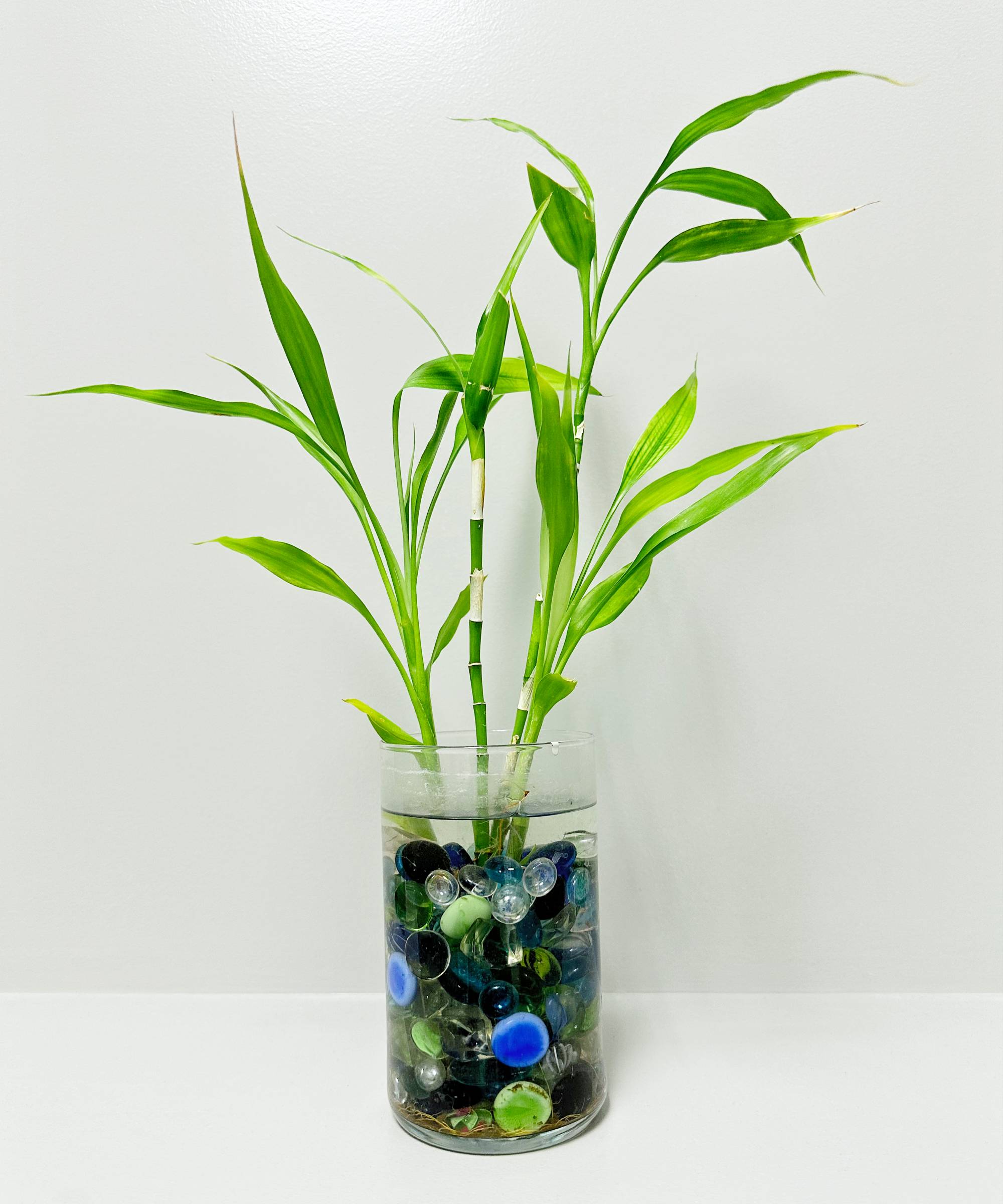 Lucky bamboo in water