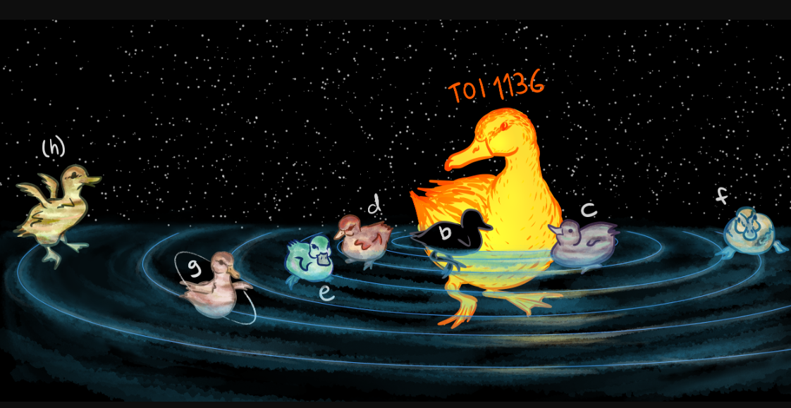 The illustration shows the planets of the TOI-1136 system in the shape of ducks