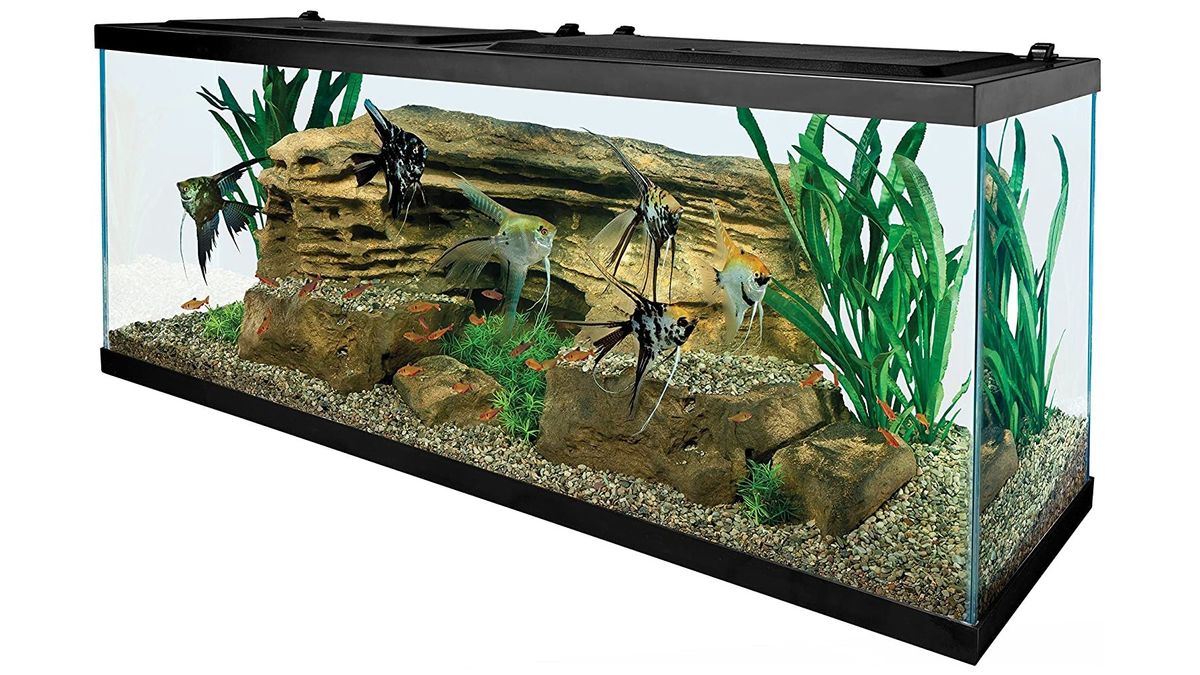 Best turtle aquariums 2023 Set up a perfect turtle tank PetsRadar