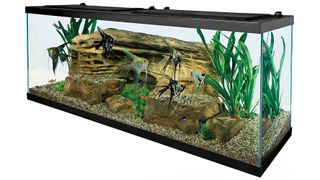 Tetra 55 Gallon turtle aquarium kit