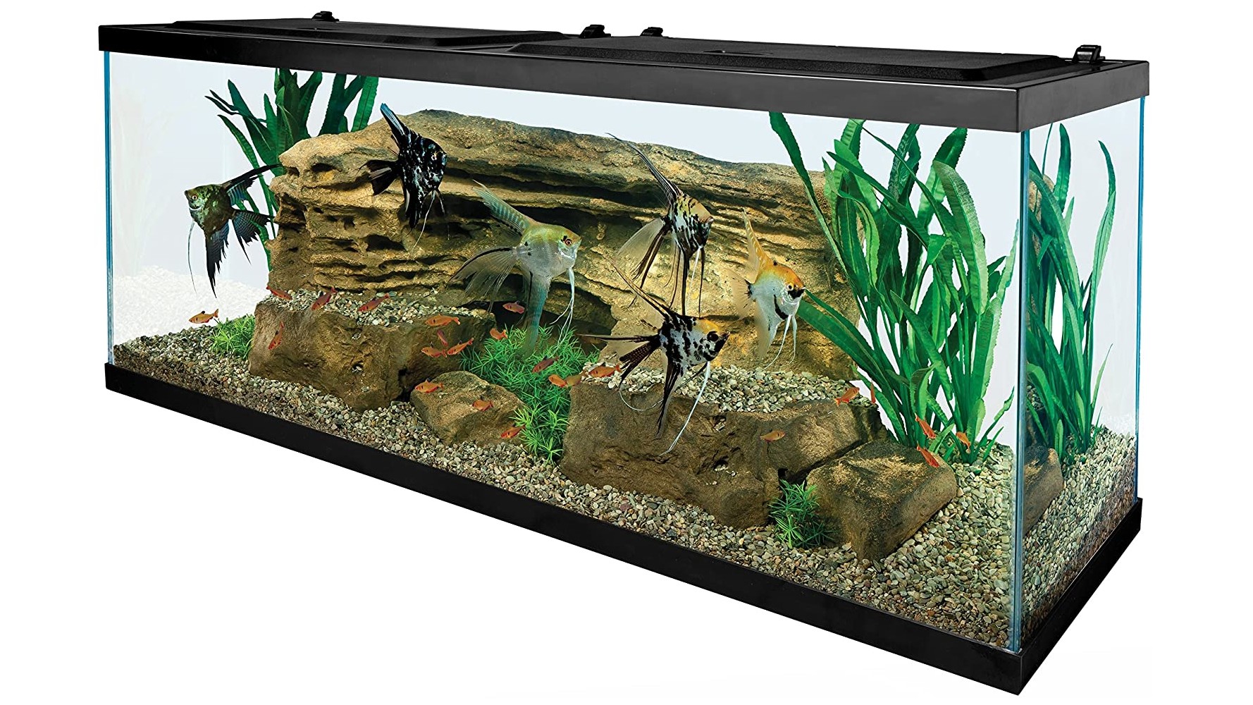 Best Turtle Aquariums 2023 Set Up A Perfect Turtle Tank PetsRadar   PxMAQVKEkXVKRVqU9qMwYC 