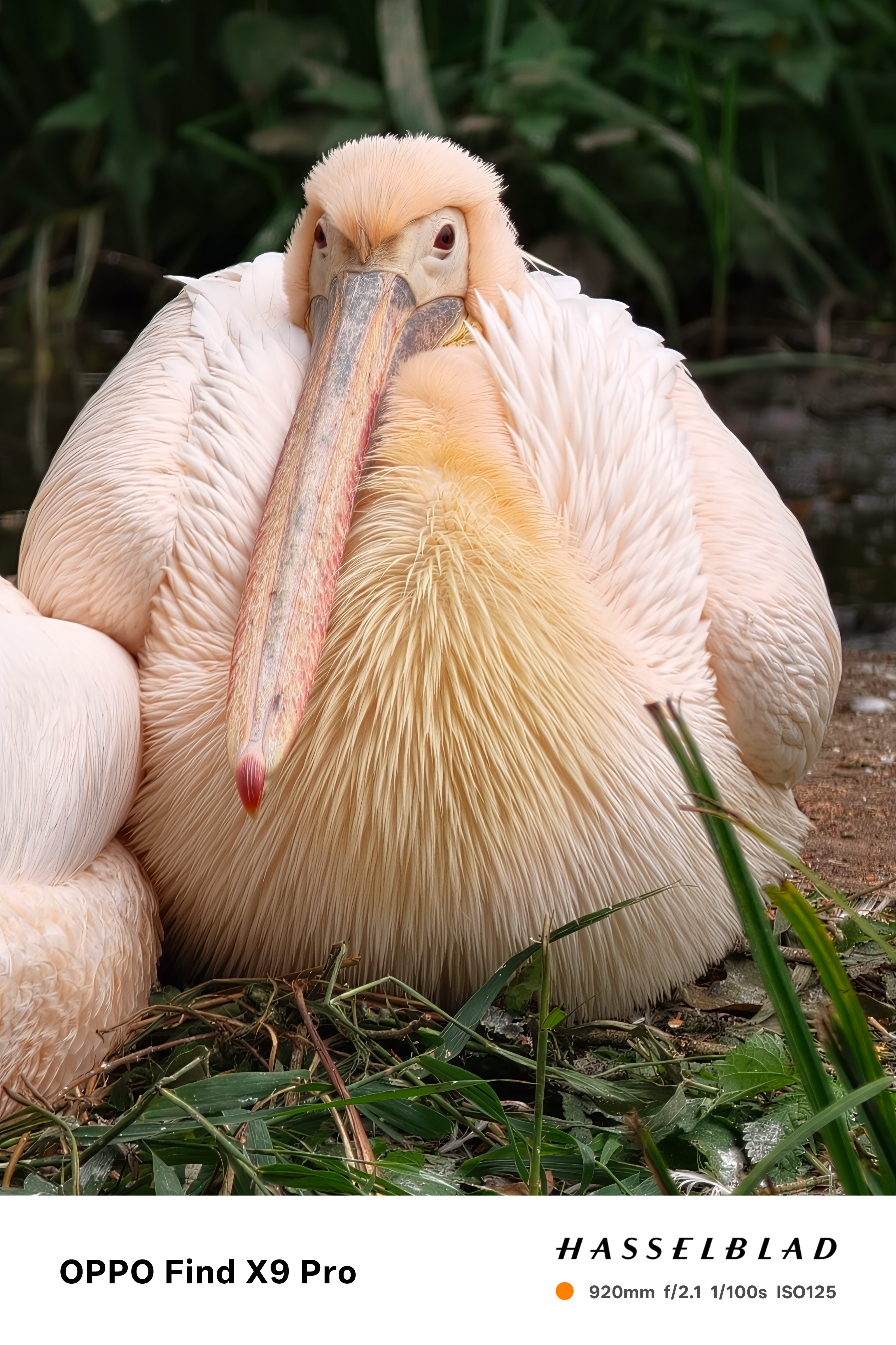 Close up of a pelican taken on an Oppo Find X9 Pro