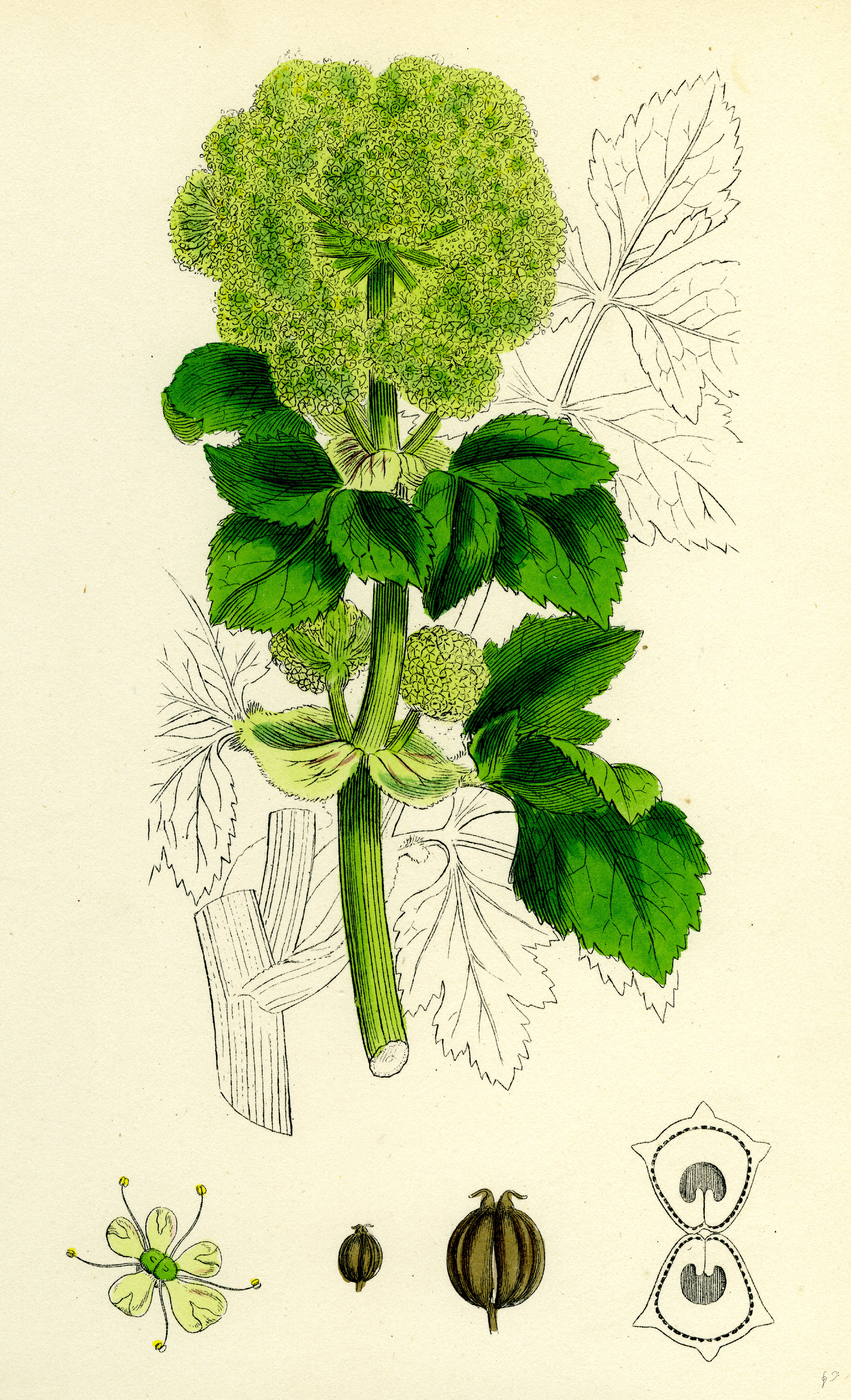 Alexanders (Smyrnium Olusatrum)