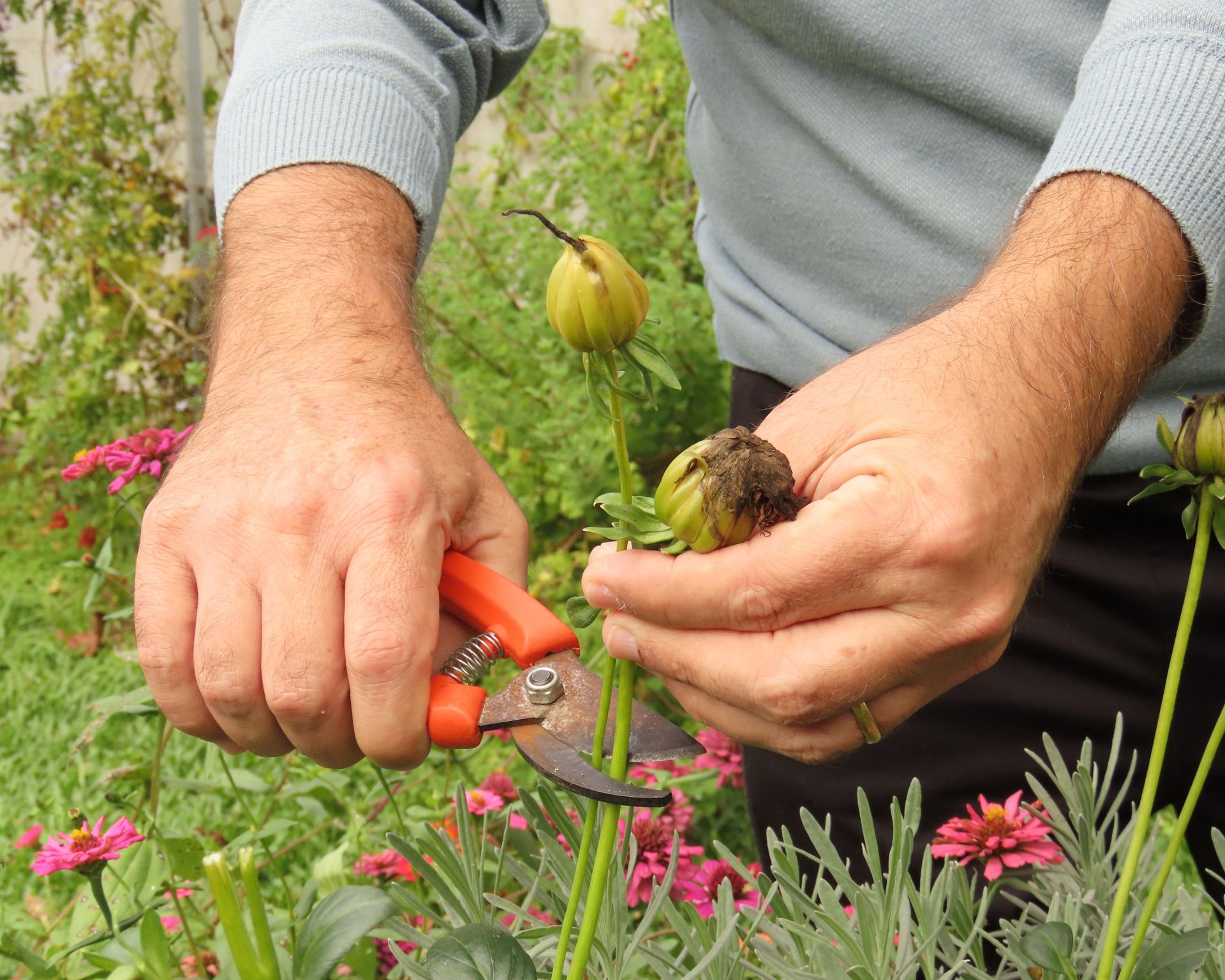 Man hands cutting a dried dahlia flower head with a bypass shears to collect the seeds in a garden