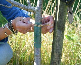 Attaching a sticky pest band to a pear tree