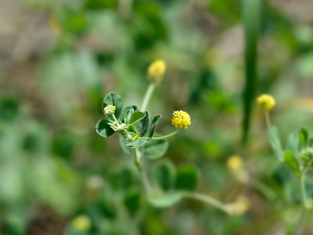 Black Medic Weed - How To Get Rid Of Black Medic | Gardening Know How