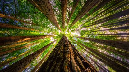 An abundant forest with tall trees representing high-growth stocks