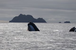 Humpback whales return