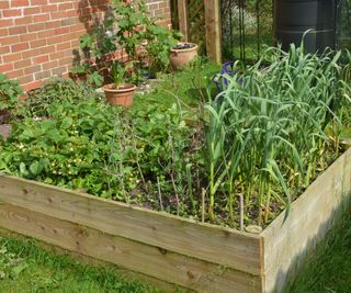 A wooden raised bed full of plants including garlic and strawberries