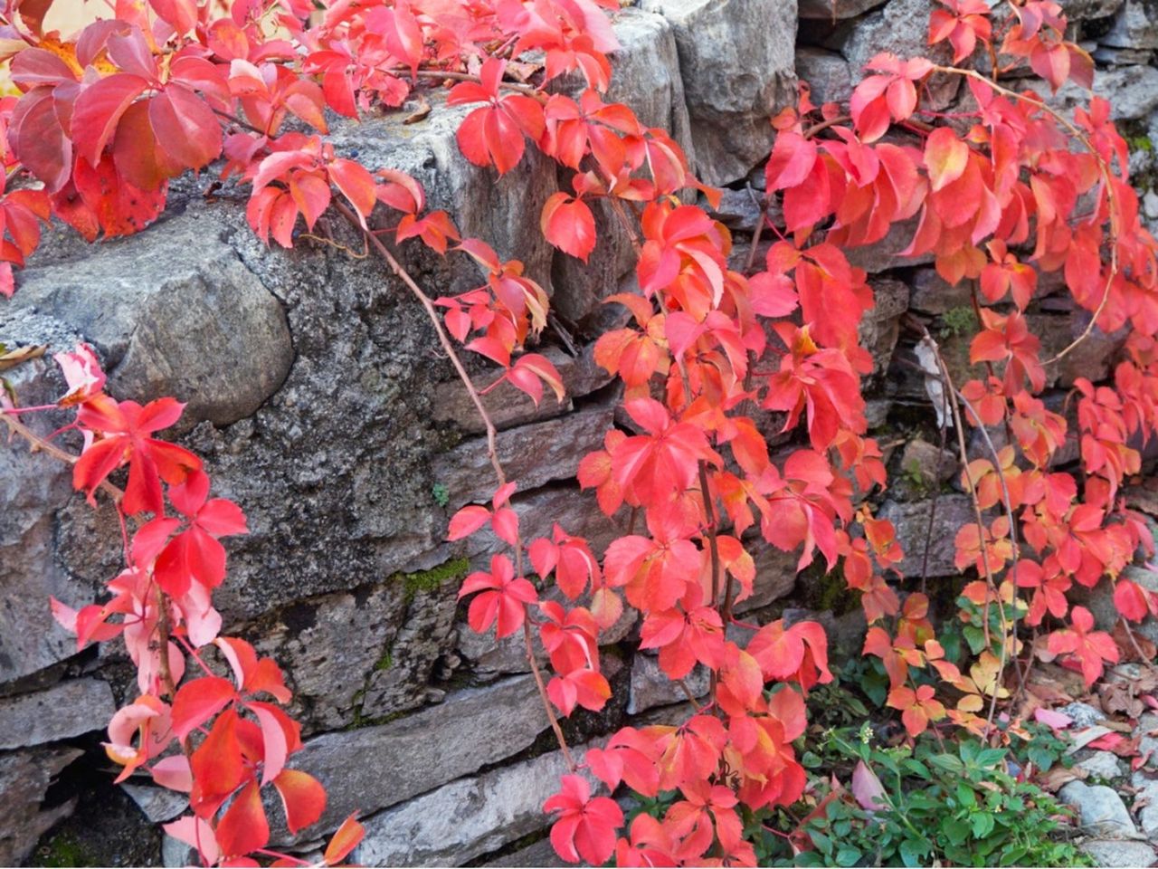 Red Colored Virginia Creeper Vine