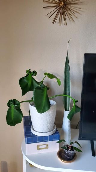 Philodendron 'Rugosum' houseplant staged
