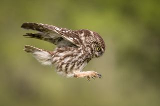Shoot autumnal wildlife owl