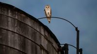 A barn owl outside a water tower near Central Park in Manhattan