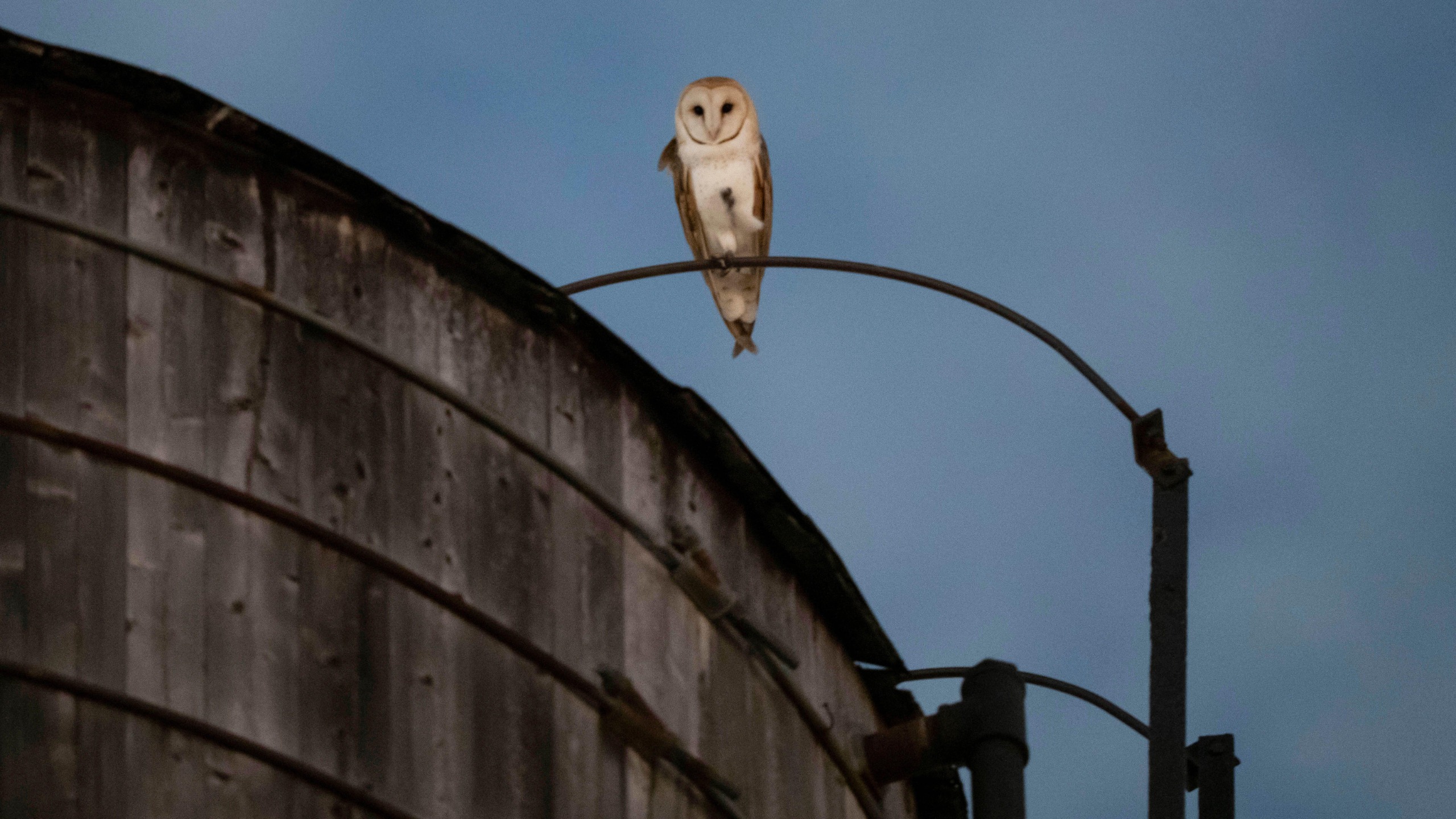 A barn owl outside a water tower near Central Park in Manhattan