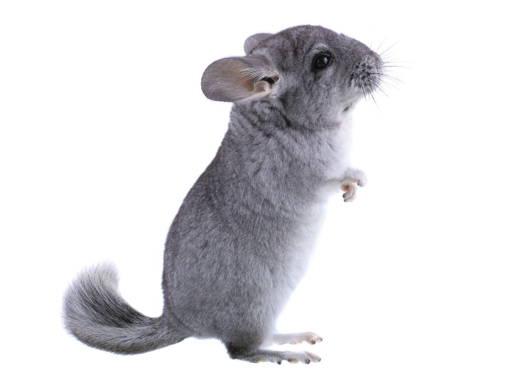 Gray Chinchilla