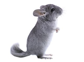 chinchilla pet for sale