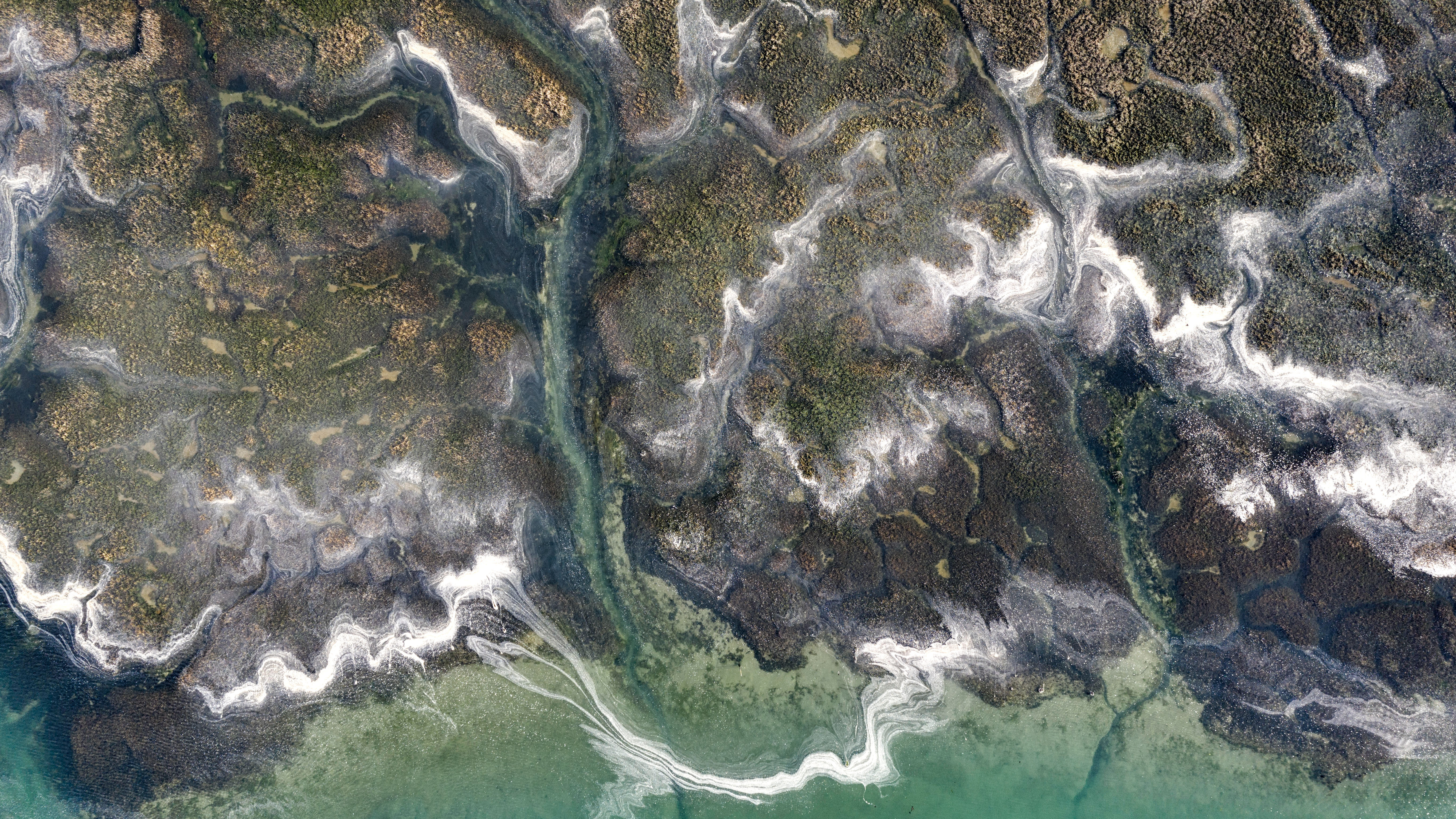 BOSHAM HOE, UNITED KINGDOM - FEBRUARY 06: Algae in the seabed at Bosham Hoe near Chichester in West sussex on February 6, 2019 in Bosham Hoe, United Kingdom. (Photo by Chris Gorman/Getty Images)