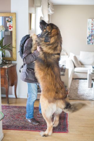 big dog greets guests