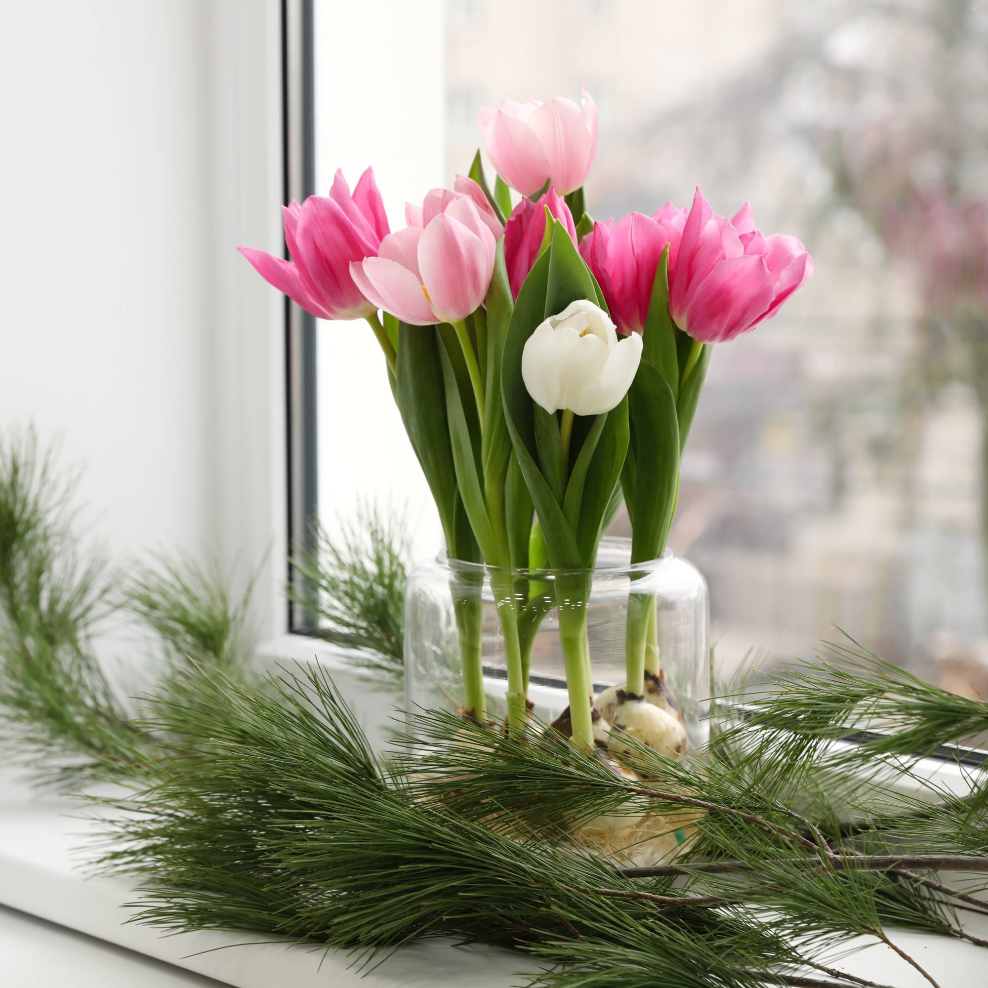 Pink and white tulips forced indoors in winter