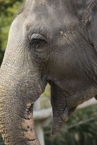 shanthi-asian-elephant-100924-02