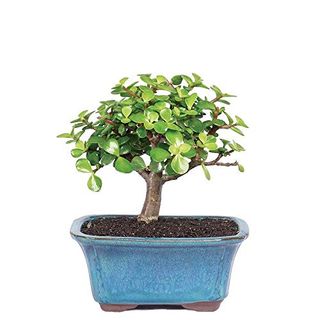 Brussel's Bonsai Live Dwarf Jade Bonsai Tree, Indoor - Small, 3 Years Old, 5 to 8 Inches Tall - Jade Tree in Decorative Ceramic Bonsai Pot