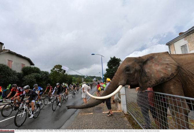 An Elephant at the Tour? of course