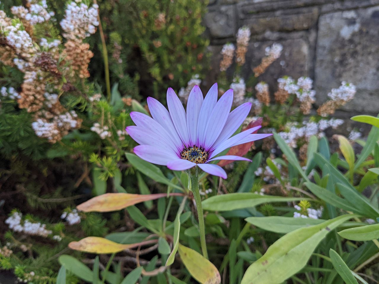 Google Pixel 4a 5G camera sample
